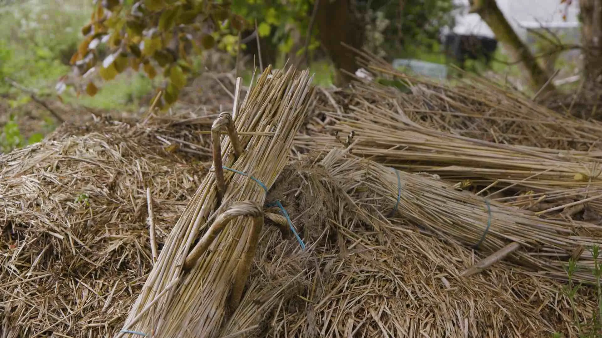 Thatching Materials. Film still, Turning the Collar, 2022.